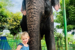 Jaipur: Tur med elefantinteraksjon