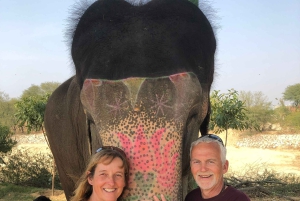 Jaipur: Tour di interazione con gli elefanti