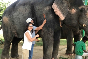Jaipur: Tour di interazione con gli elefanti