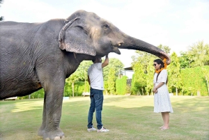 Jaipur: Tour di interazione con gli elefanti