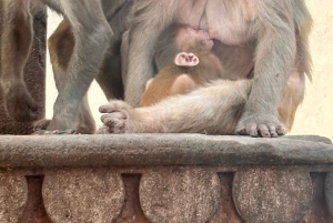 Jaipur: Ganztagestour private Sightseeingtour mit dem Tuk Tuk