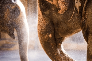 Privat heldagstur i Jaipur: Oplev med tuk-tuk