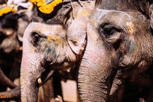 Privat heldagstur i Jaipur: Oplev med tuk-tuk