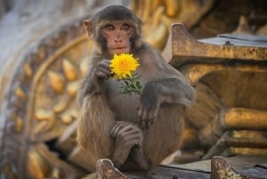 Jaipur : visite guidée d'une jounée ou d'une demi-journée du Fort d'Amber en voiture