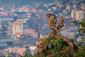 Jaipur : visite guidée d'une jounée ou d'une demi-journée du Fort d'Amber en voiture