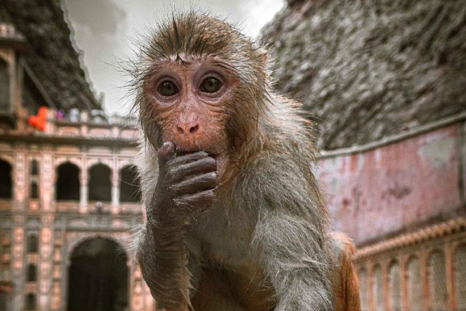 Jaipur: passeio de um dia inteiro com aldeia de elefantes e mercado de flores