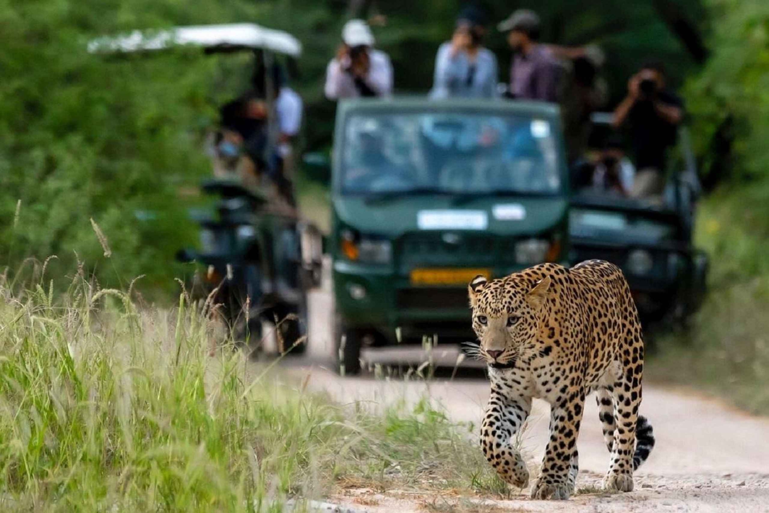 Jaipur: Halvdags Jhalana Leopard Safari med guide