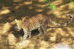 Jaipur: Half Day Leopard Safari and Guided City Tour