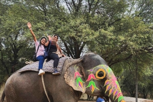 Jaipur: Hathi Gaon – norsuratsastusta, maalausta, ruokintaa ja paljon muuta