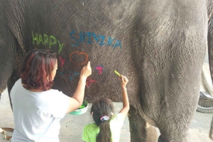 Jaipur: Hathi Gaon – norsuratsastusta, maalausta, ruokintaa ja paljon muuta