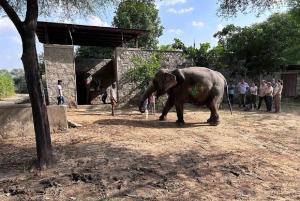 Jaipur: Hathi Gaon – norsuratsastusta, maalausta, ruokintaa ja paljon muuta