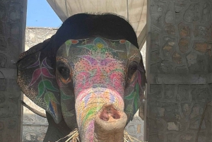 Jaipur: Hathi Gaon – norsuratsastusta, maalausta, ruokintaa ja paljon muuta
