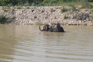 Jaipur: Hathi Gaon – norsuratsastusta, maalausta, ruokintaa ja paljon muuta