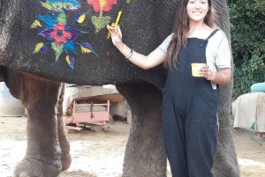 Jaipur: Hathi Gaon – norsuratsastusta, maalausta, ruokintaa ja paljon muuta