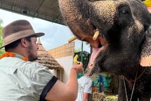 ジャイプル：ハティガオンで象乗り、象の絵付け、餌付けなどを体験しましょう