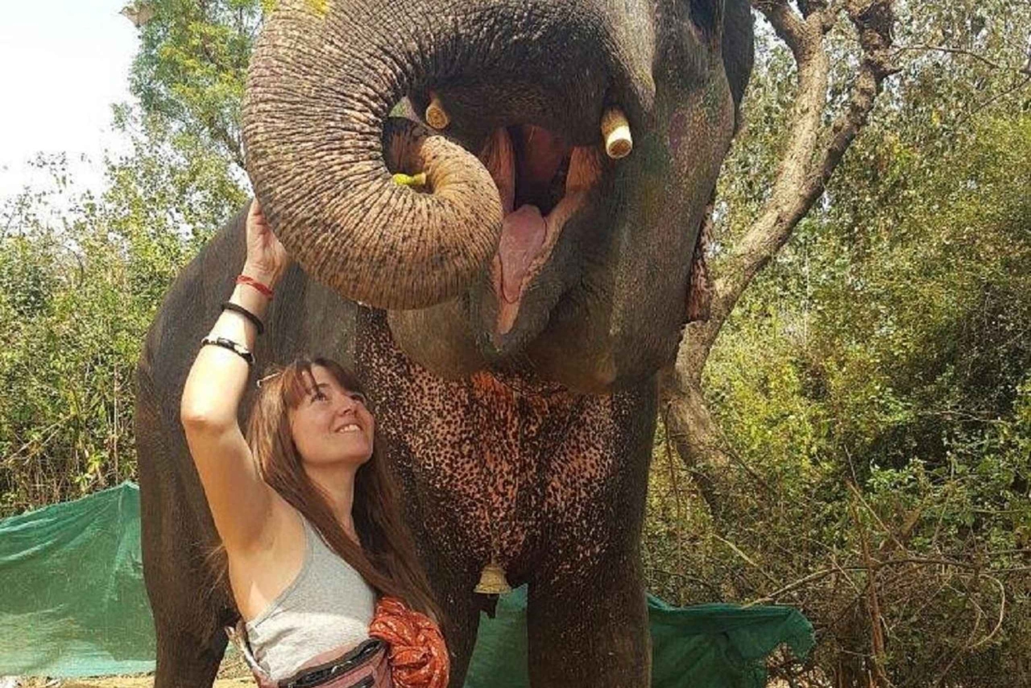 ジャイプル：ハティガオ象村で象乗り体験、餌付け、写真撮影をお楽しみください