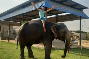 ジャイプル：ハティガオ象村で象乗り体験、餌付け、写真撮影をお楽しみください