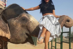 ジャイプル：ハティガオ象村で象乗り体験、餌付け、写真撮影をお楽しみください
