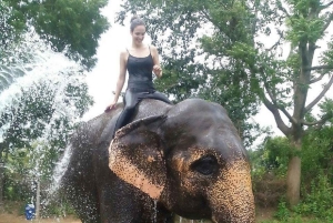 ジャイプル：ハティガオ象村で象乗り体験、餌付け、写真撮影をお楽しみください