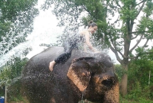 ジャイプル：ハティガオ象村で象乗り体験、餌付け、写真撮影をお楽しみください