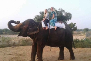 ジャイプル：ハティガオ象村で象乗り体験、餌付け、写真撮影をお楽しみください
