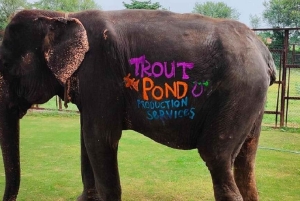 ジャイプル：ハティガオ象村で象乗り体験、餌付け、写真撮影をお楽しみください