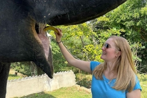 ジャイプル：ハティガオ象村で象乗り体験、餌付け、写真撮影をお楽しみください