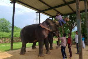 ジャイプル：ハティガオ象村で象乗り体験、餌付け、写真撮影をお楽しみください