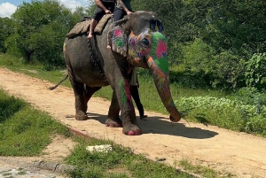 ジャイプル：ハティガオ象村で象乗り体験、餌付け、写真撮影をお楽しみください