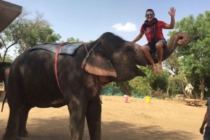ジャイプル：ハティガオ象村で象乗り体験、餌付け、写真撮影をお楽しみください