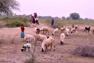 Jaipur ratsastusseikkailu