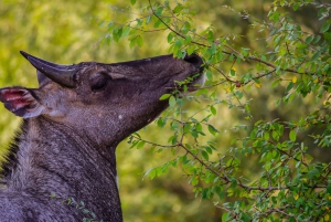 Jaipur: Jhalana Amagarh Leopard Reserve 4×4 Jeep Safari