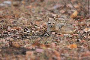 Jaipur: Jhalana Amagarh Leopard Reserve 4×4 Jeep Safari