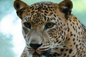 Джайпур: Экскурсия с гидом по парку Jhalana Amagarh Leopard Safari Park