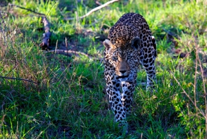 Джайпур: Экскурсия с гидом по парку Jhalana Amagarh Leopard Safari Park