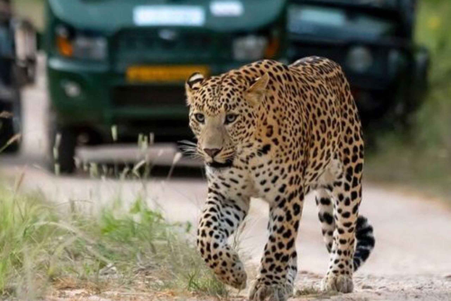 Jaipur: Jhalana/Amagarh leopardisafari yksityinen retki