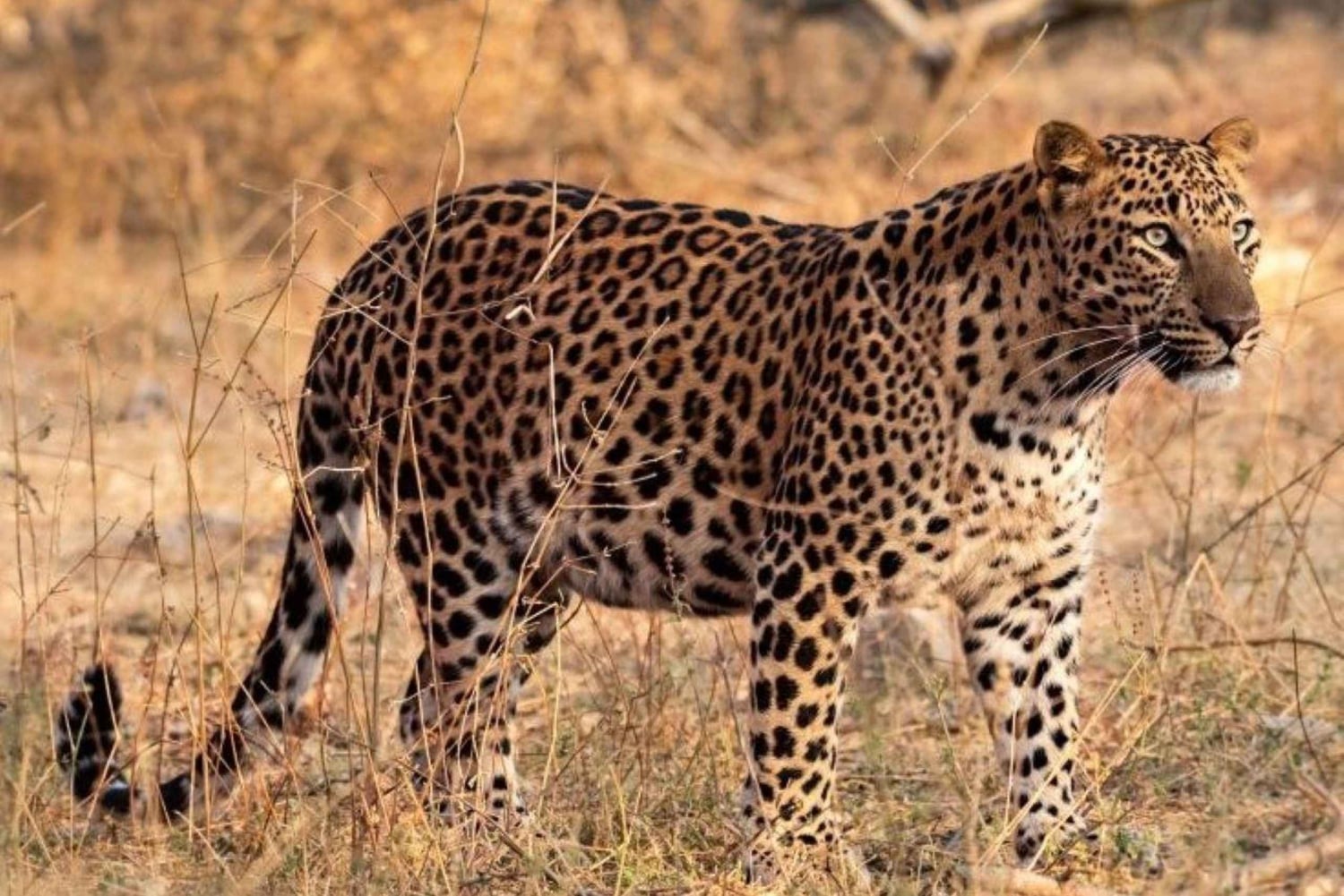 Jaipur: Jhalana/Amagarh leopardisafari yksityinen retki