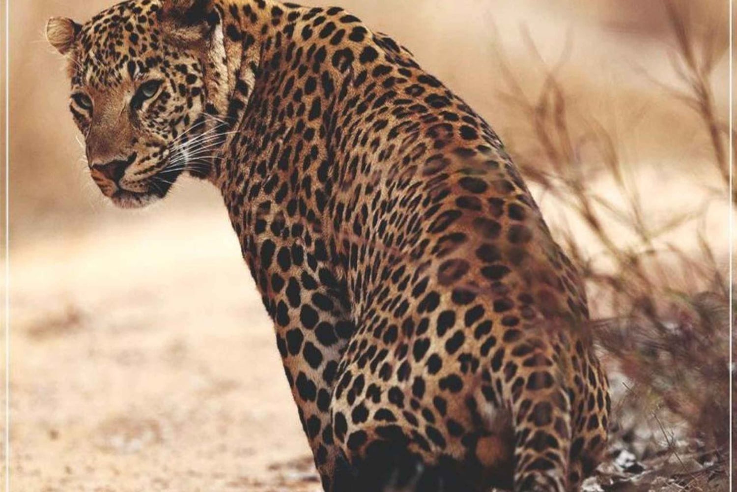 Jaipur: Jhalana/Amagarh leopardisafari yksityinen retki