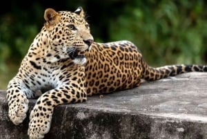 Jaipur: Jhalana/Amagarh leopardisafari yksityinen retki
