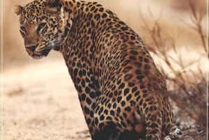 Jaipur: Jhalana/Amagarh leopardisafari yksityinen retki