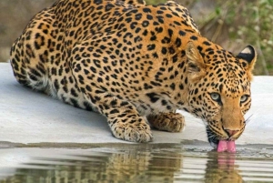 Jaipur: Jhalana/Amagarh leopardisafari yksityinen retki