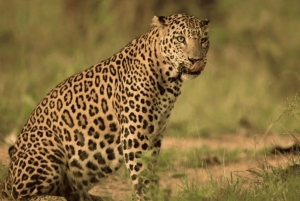 Jaipur: Jhalana/Amargarh Leopard Safari -yksityiskierros