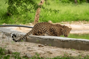 Jaipur: Jhalana/Amargarh Leopard Safari -yksityiskierros