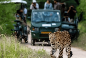 Jaipur: Jhalana/Amargarh Leopard Safari -yksityiskierros