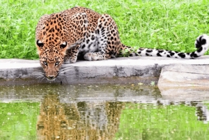 Jaipur: Jhalana/Amargarh Leopard Safari -yksityiskierros