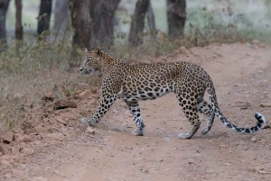 Jaipur: Jhalana/Amargarh Leopard Safari -yksityiskierros