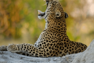 Jaipur: Jhalana/Amargarh Leopard Safari -yksityiskierros