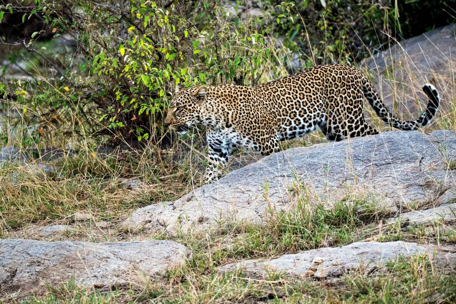 Jaipur: Jhalana/Amagarh Leopard Safari Park Guided Tour
