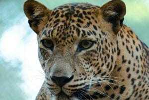 Jaipur: Jhalana Amagarh Leopard Safari Park Guided Tour