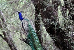 Jaipur: Jhalana Amagarh Leopard Safari Park Guided Tour